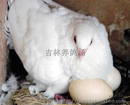 四平青年图片