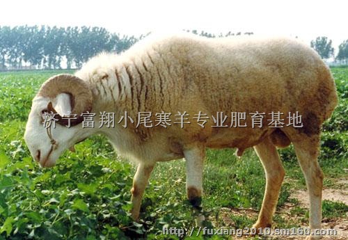 山西农村养殖项目养殖业什么最赚钱肉羊价格行