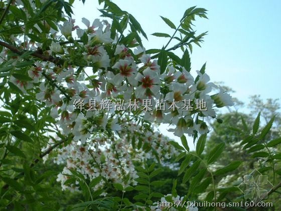文冠\/文冠果\/文冠果苗木价格\/文冠果种子,文冠,