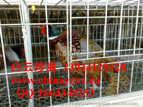 河南省一级野鸡种苗批发,养殖野鸡有什么优惠