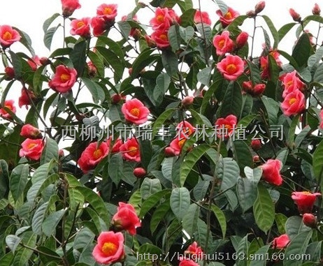 供应广西观花油用型大果红花油茶栽培技术,大