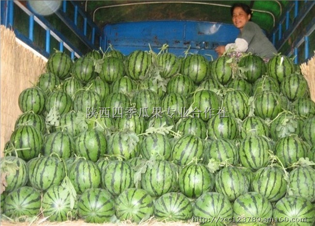 陕西西瓜基地大棚西瓜甜瓜行情品种价格,陕西