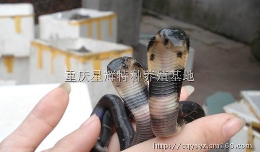 供应 眼镜蛇(毒蛇)蛇苗 特种养殖,眼镜蛇,穿山甲