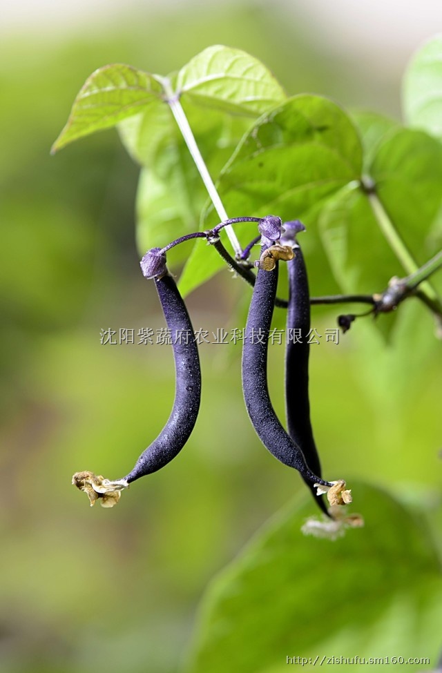 芸豆,沈阳养生蔬菜,沈阳抗癌蔬菜,含花青素的蔬