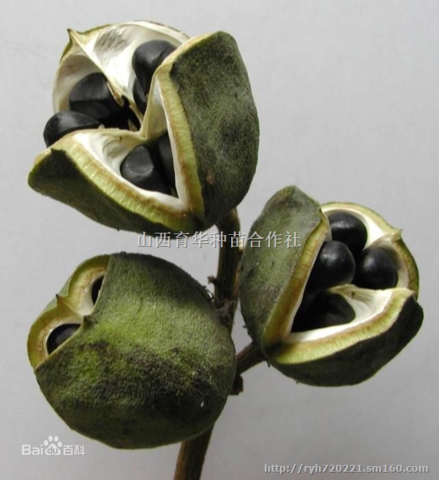 【山西木瓜苗 文冠苗批发 直销木瓜苗 文冠苗基