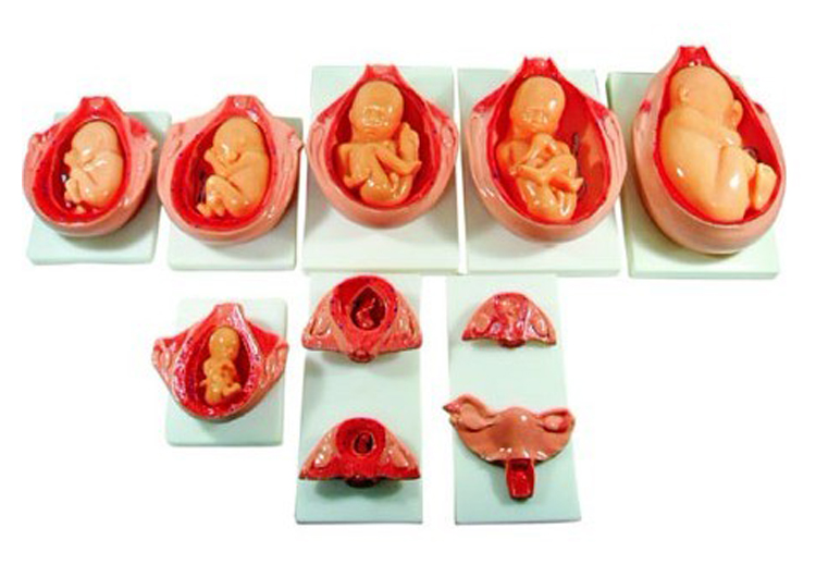产品说明: 本模型10件为一套,示胎儿十月妊娠发育过程与