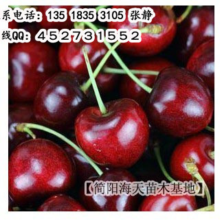 车厘子.jpg