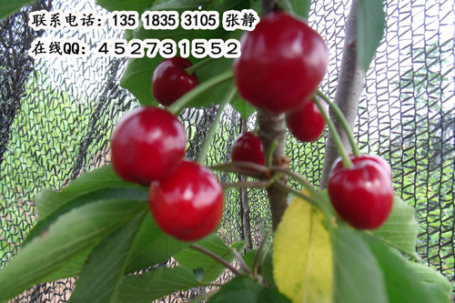 DSCF1202.jpg
