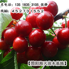 车厘子004.jpg